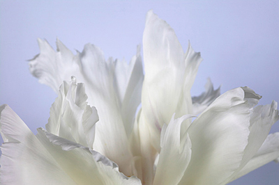Ebby May: Flowers 101
