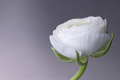 Ebby May: Flowers 102