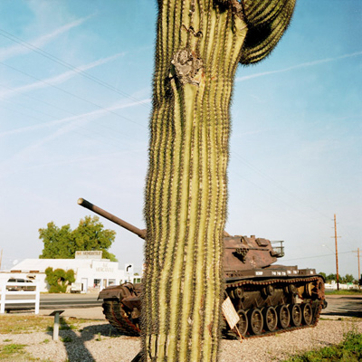Nick Hermanns: DOMESTICATED CACTI
