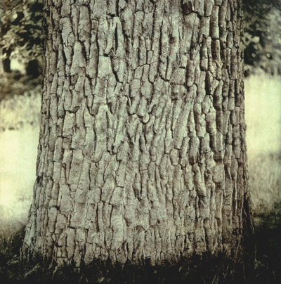 Martin Pudenz: Alte Baumhaut