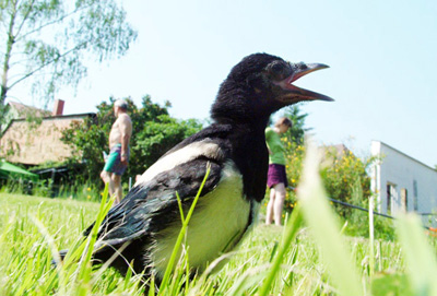 Walter Fogel: Vogelperspektive
