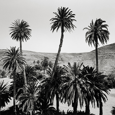 G�nter Sonnleitner: Three Palms