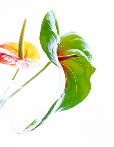 Walter Pfisterer: Anthurium