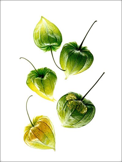 Walter Pfisterer: Physalis