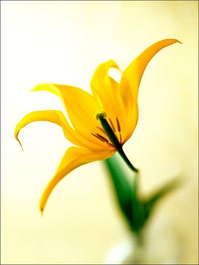 Walter Pfisterer: Tulipa Hybride