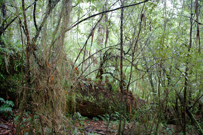 Bernd Schuler: Rainforest I