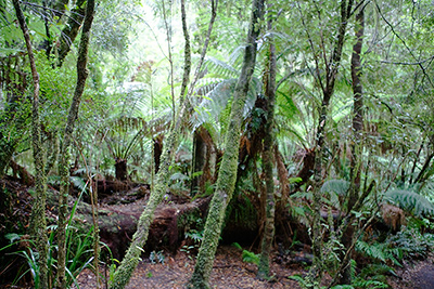 Bernd Schuler: Rainforest II