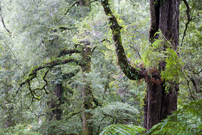 Bernd Schuler: Rainforest III
