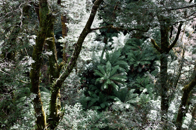 Bernd Schuler: Rainforest VII