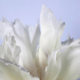 Ebby May: Flowers 101