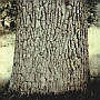 Martin Pudenz: Alte Baumhaut