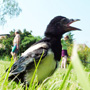 Walter Fogel: Vogelperspektive