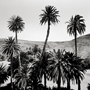 G�nter Sonnleitner: Three Palms