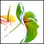 Walter Pfisterer: Anthurium