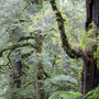 Bernd Schuler: Rainforest III